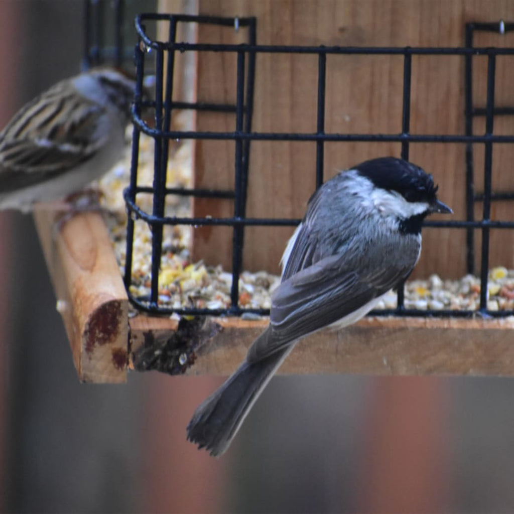 Expert-approved ways to feed your favorite birds this summer